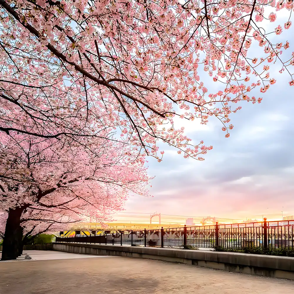 Japan Group Tours