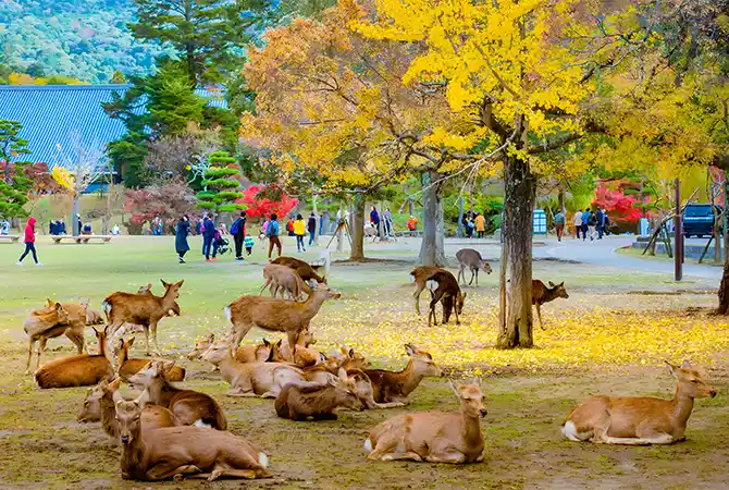 Kyoto